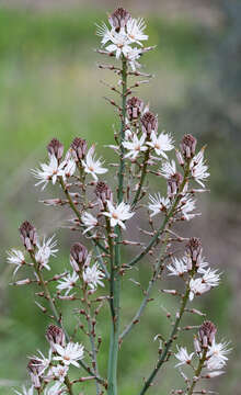 Image of Asphodelus aestivus Brot.