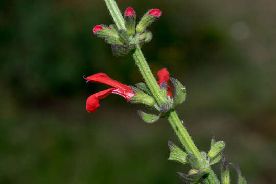 Imagem de Salvia incertae sedis