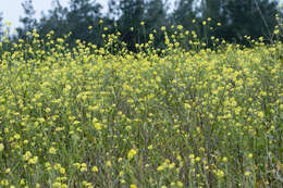 Image of charlock mustard