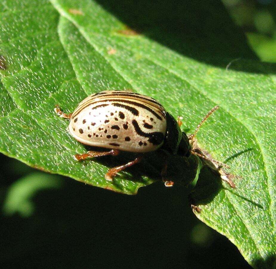 Image of Dogwood Calligrapha