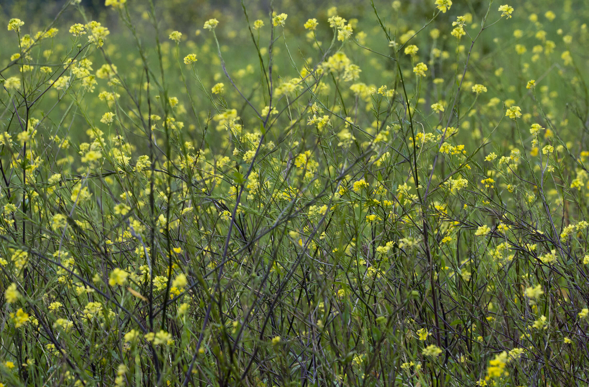 Image of charlock mustard