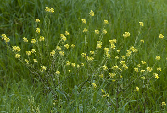 Image of charlock mustard