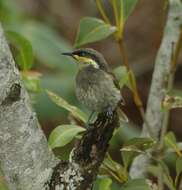 Image of Mangrove Honeyeater