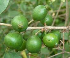 Image of Dune myrtle