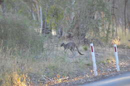 Macropus fuliginosus melanops Gould 1842 resmi