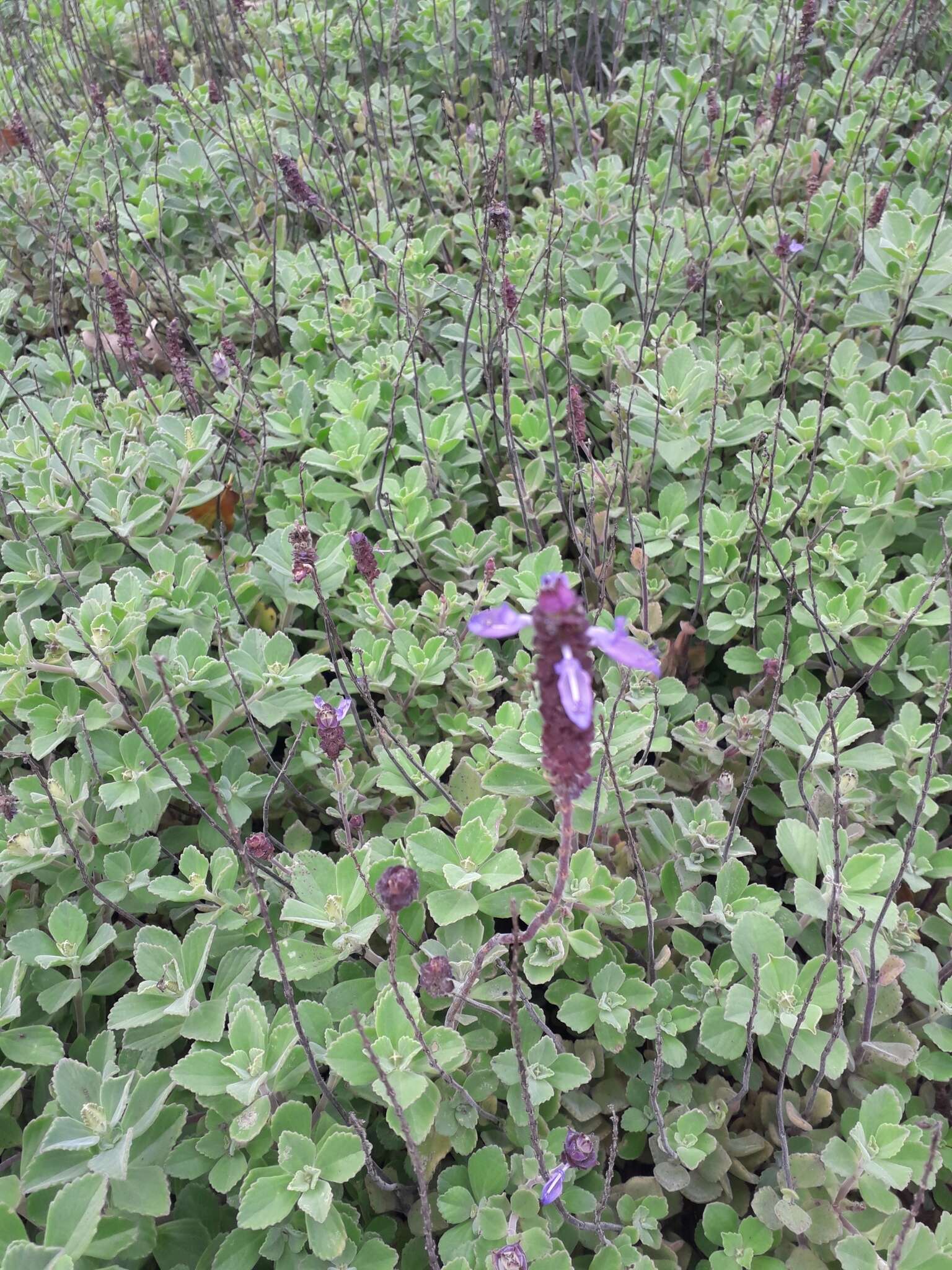 Image de Plectranthus neochilus Schltr.