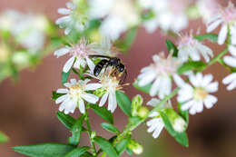 Lasioglossum fuscipenne (Smith 1853)的圖片