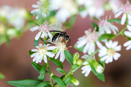 Plancia ëd Lasioglossum fuscipenne (Smith 1853)