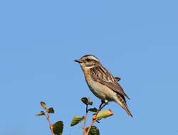 Image of Whinchat