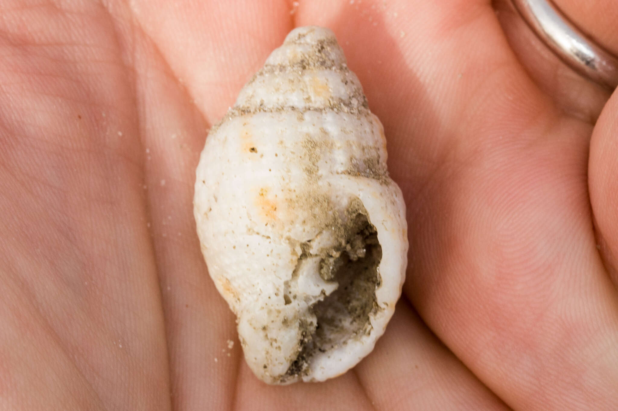 Image of common East-Atlantic nutmeg
