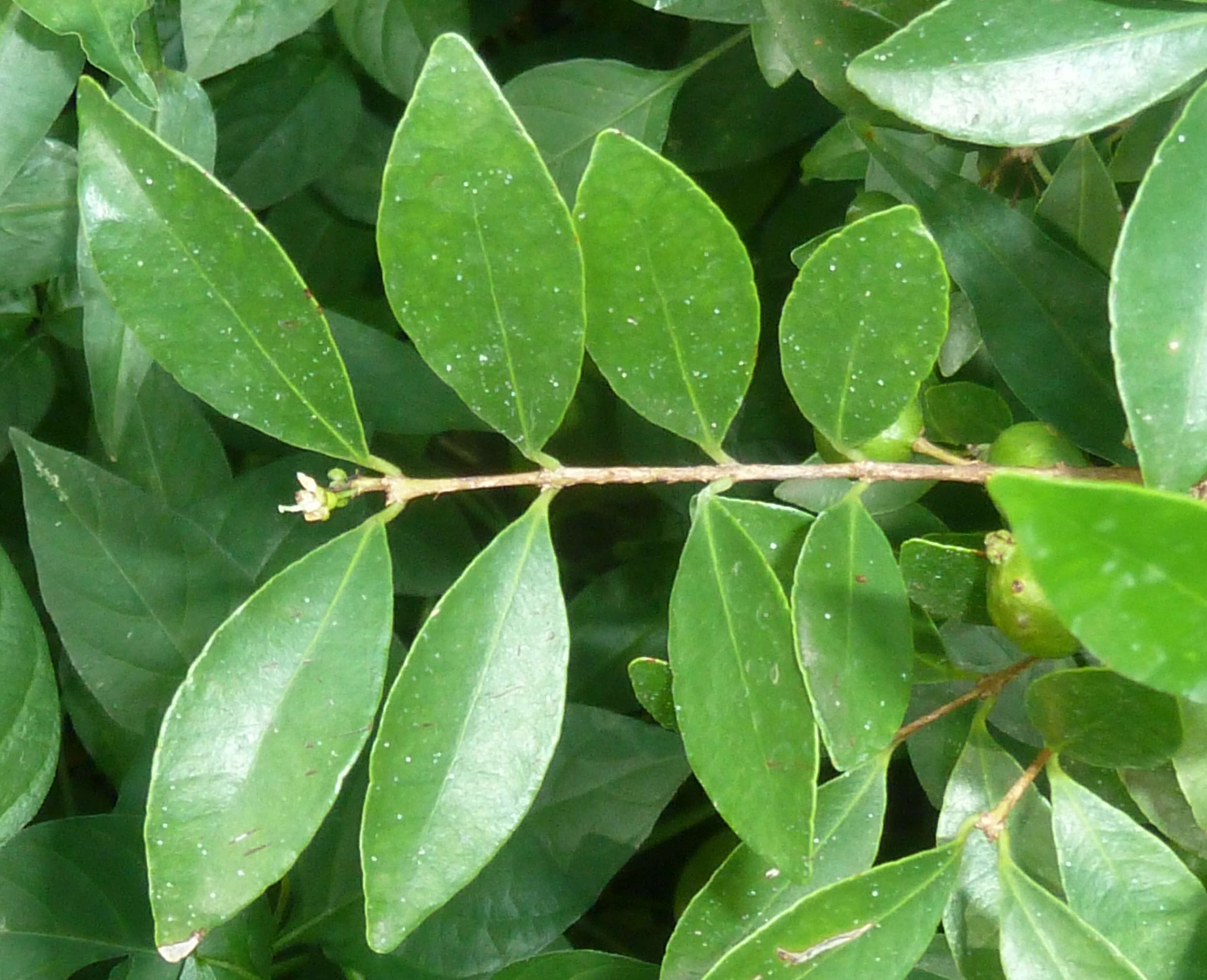 Image of Dune myrtle