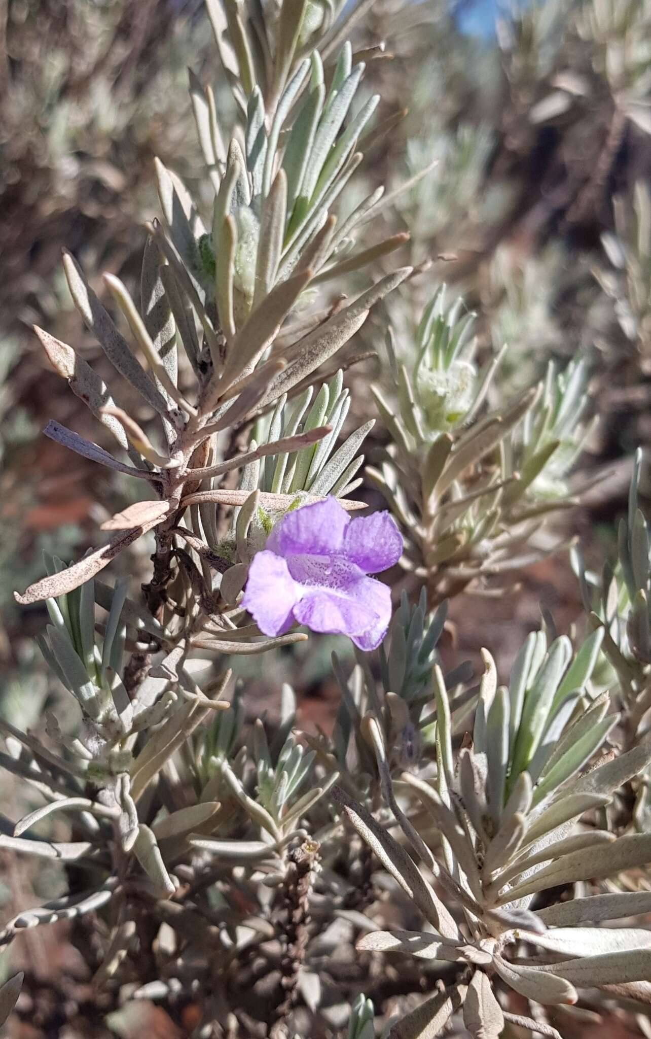 Eremophila margarethae S. Moore resmi