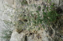 Sivun Clinopodium serpyllifolium (M. Bieb.) Kuntze kuva