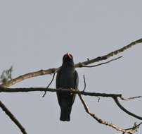 Image of Dollarbird