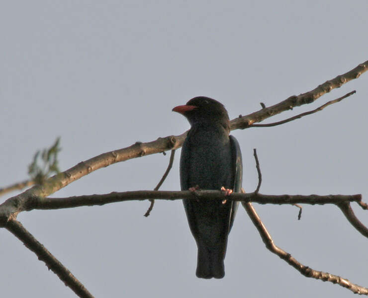 Image of Dollarbird