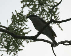 Image of Tephrodornis gularis