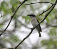 Image of Tephrodornis gularis