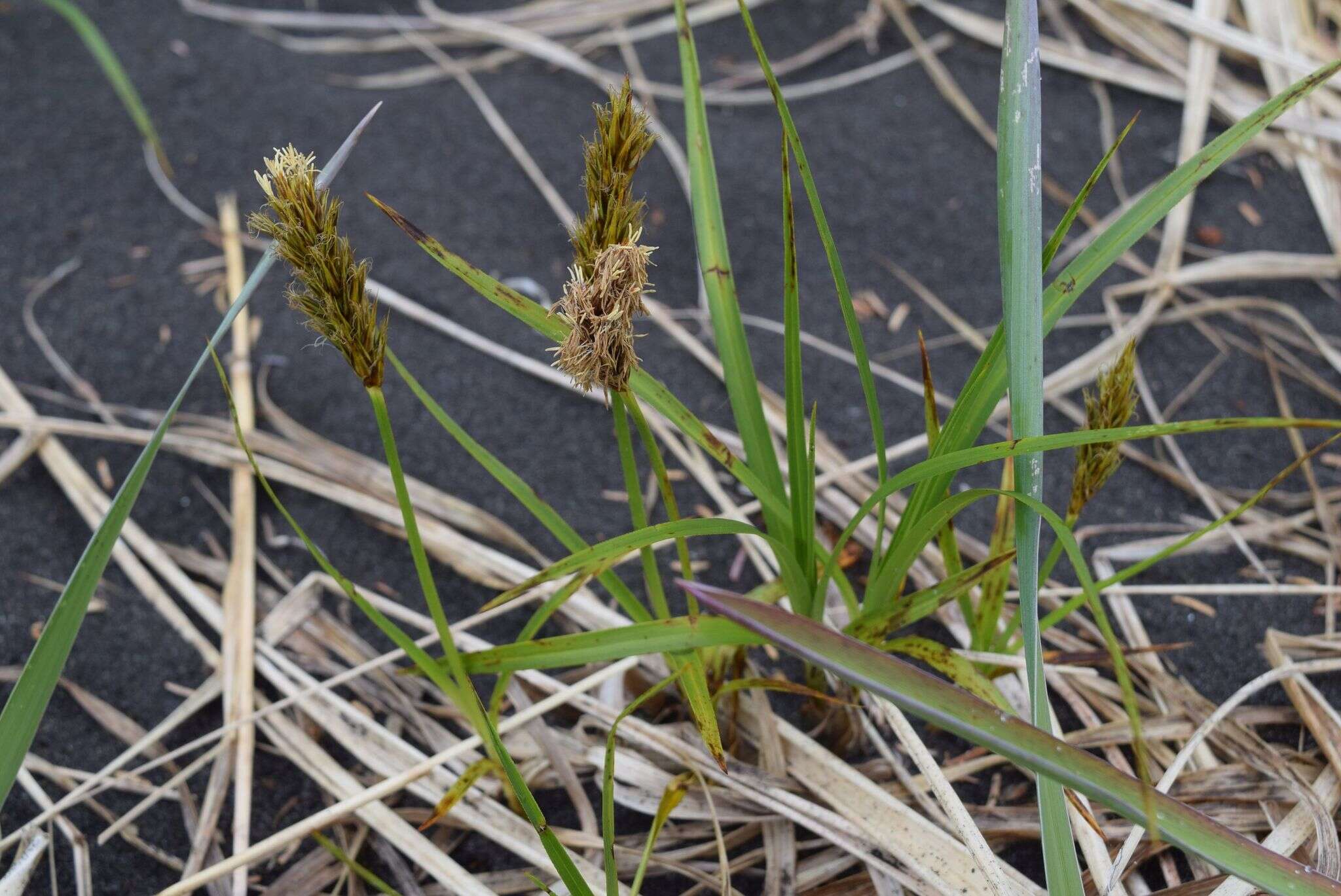 Image of largehead sedge