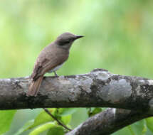 Image of Tephrodornis gularis