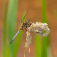 Image of Keeled Skimmer