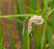 Слика од Orthetrum coerulescens (Fabricius 1798)