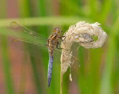 Image of Keeled Skimmer