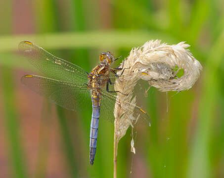 Image of Keeled Skimmer