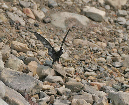 Image of Redbreast