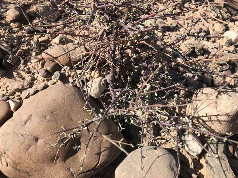 Image of Portulacaria fruticulosa (H. Pearson & Stephens) Bruyns & Klak