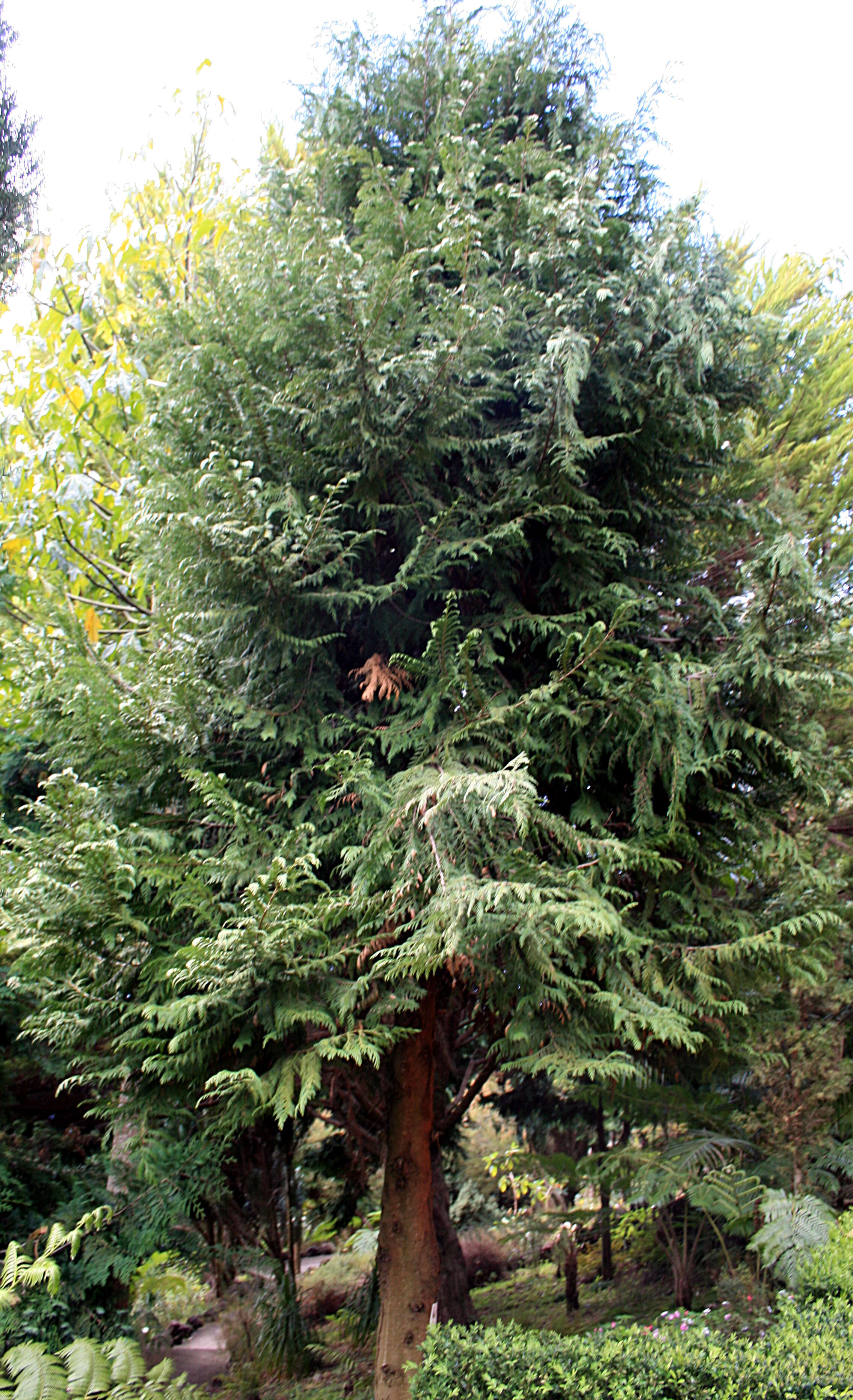 Image of Lawson's Cypress