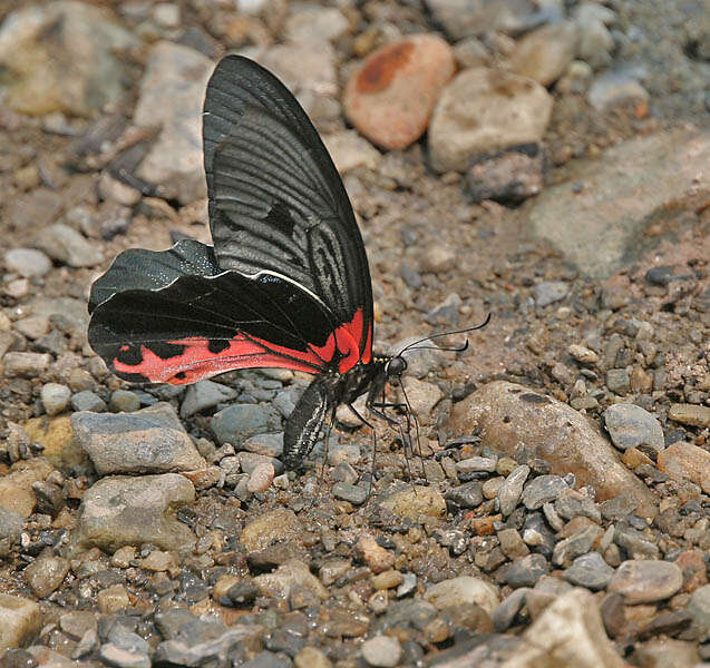 Sivun Papilio alcmenor Felder & Felder 1864 kuva