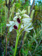 Image of Eulophia eustachya (Rchb. fil.) Geerinck