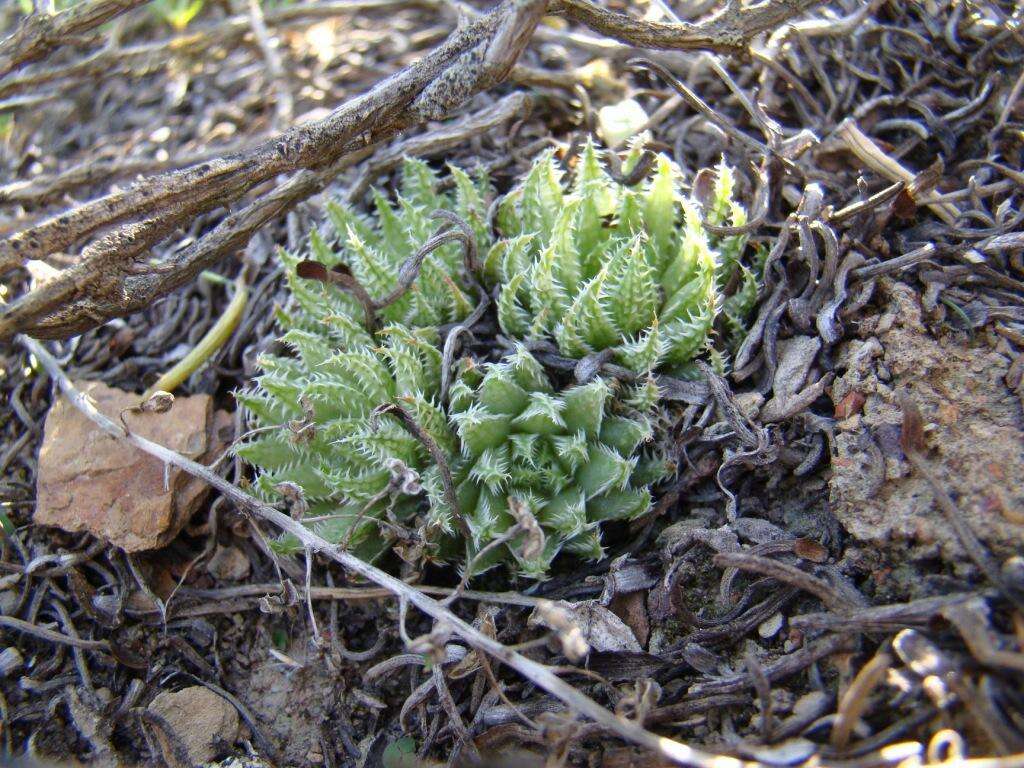 Image of Haworthia herbacea var. herbacea