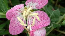 Imagem de Oenothera canescens Torr.