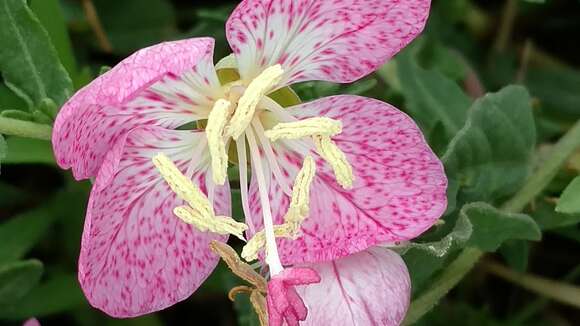 Image of Spotted Evening-Primrose