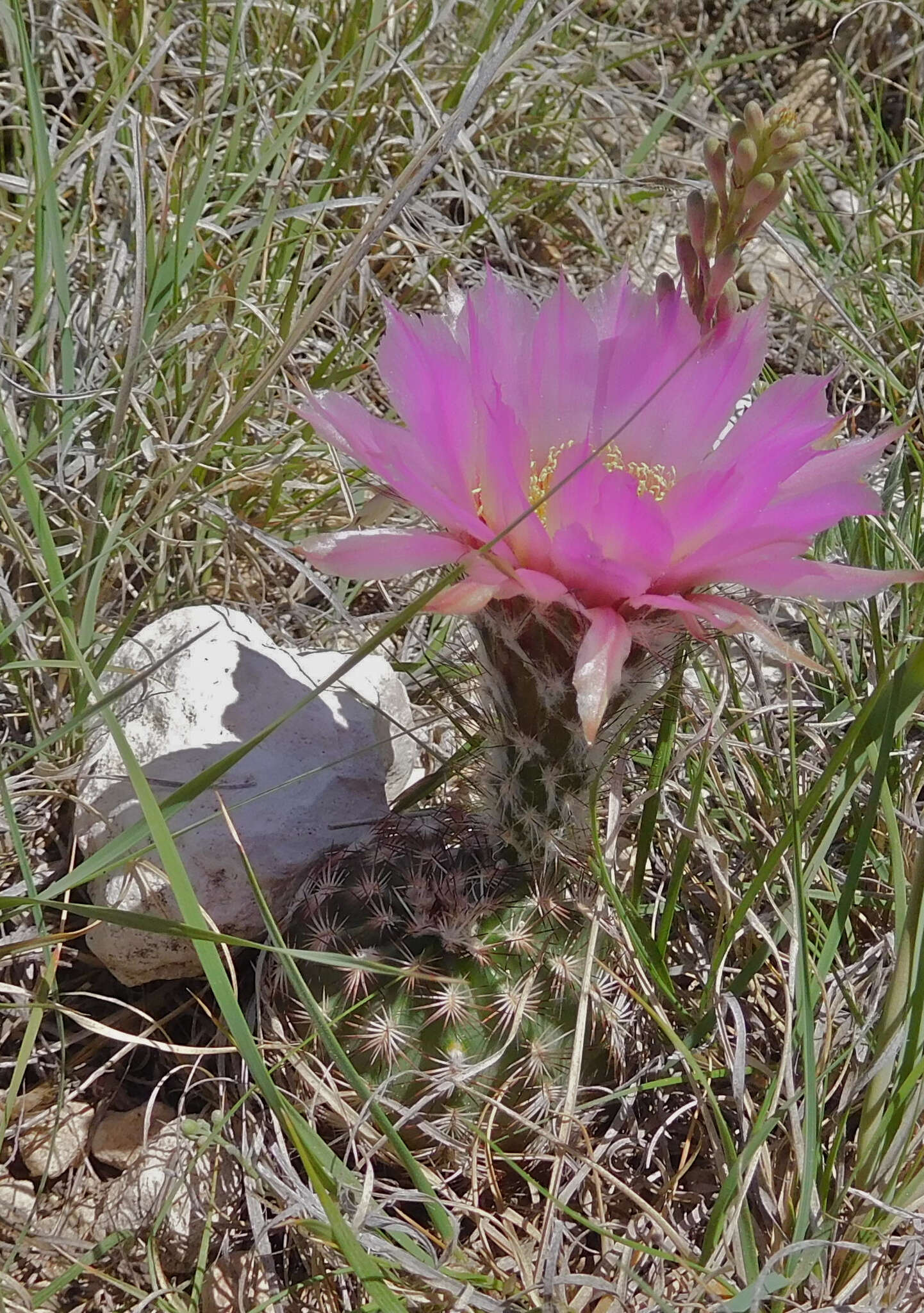 Image of Echinocereus reichenbachii var. perbellus (Britton & Rose) L. D. Benson