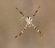 Imagem de Argiope kochi Levi 1983