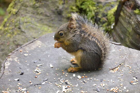 Image of Douglas's Squirrel