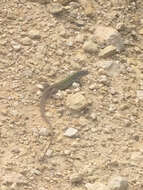 Image of Common Spotted Whiptail