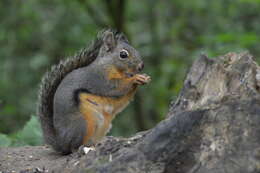 Image of Douglas's Squirrel