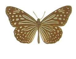 Image of Ideopsis vulgaris Butler 1874