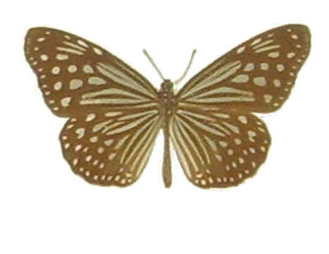 Image of Ideopsis vulgaris Butler 1874