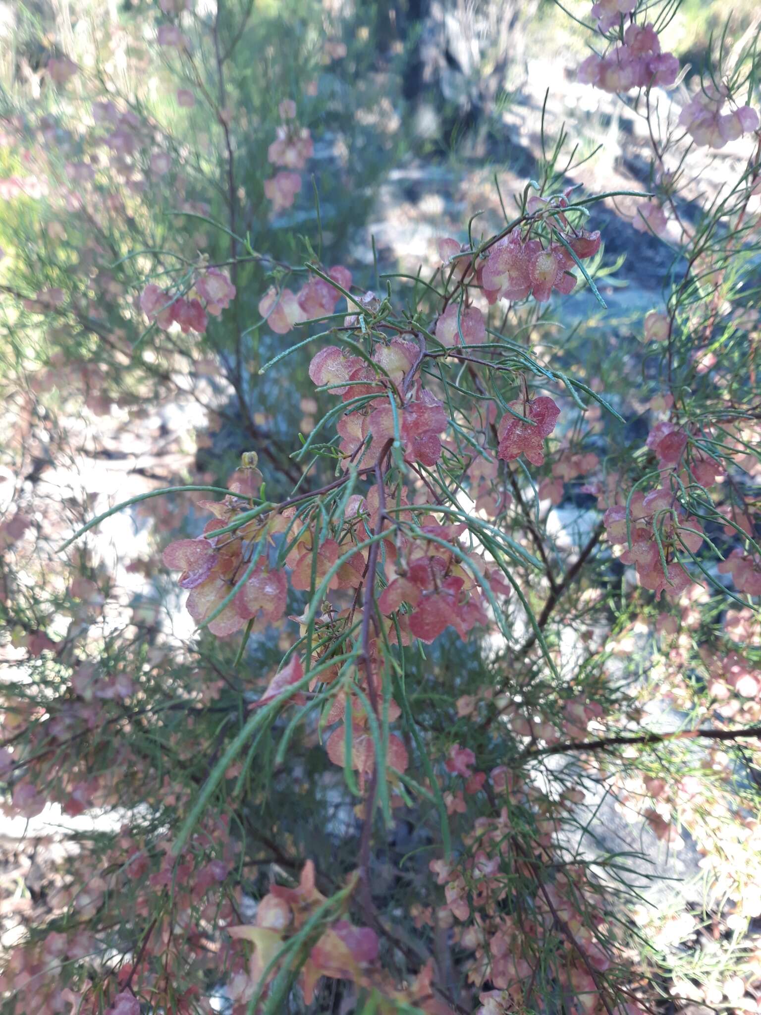 Image of Dodonaea falcata J. G. West