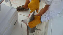 Image of Sandbar Shark