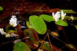 Image of Cape pondweed