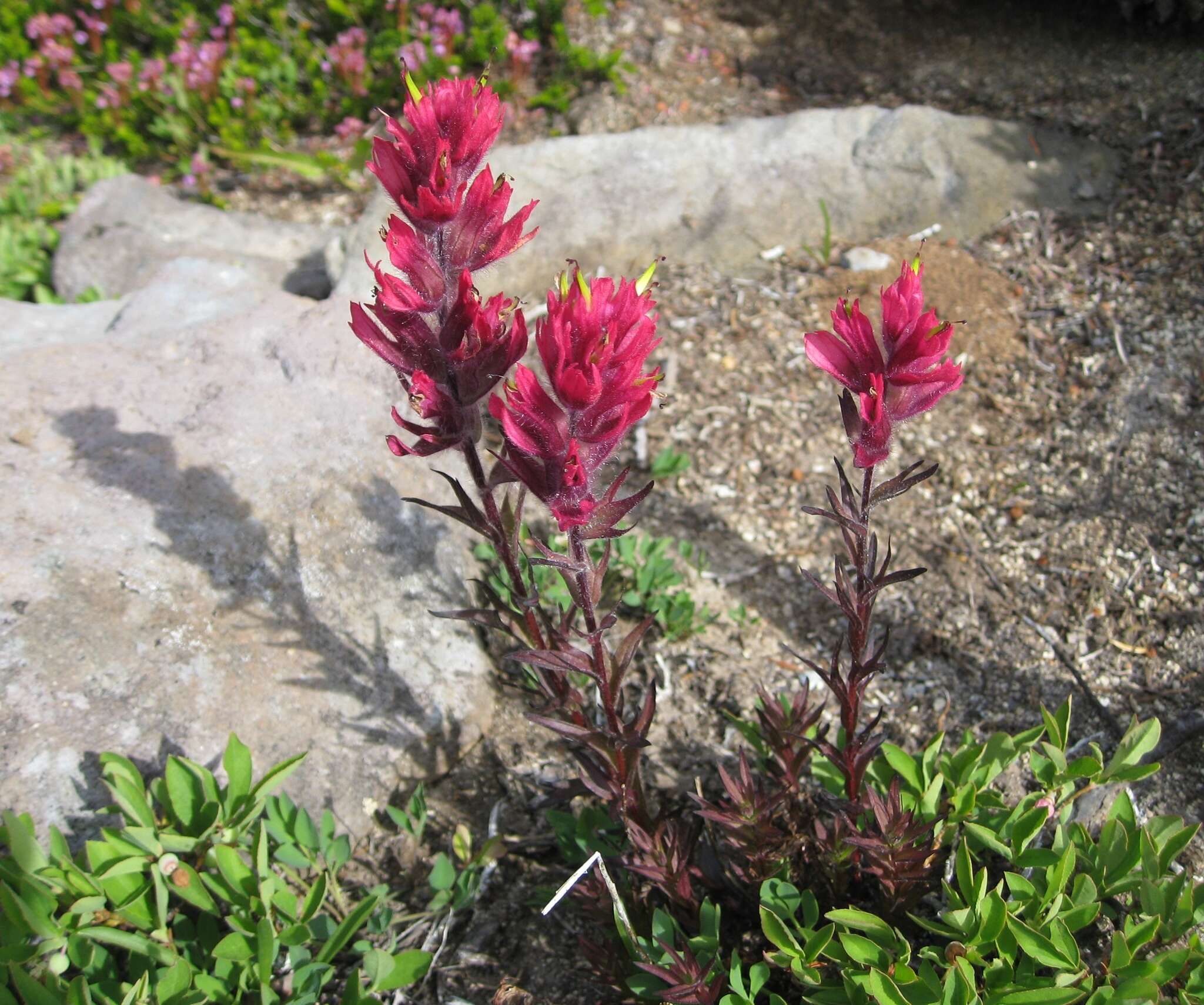 Image of Henry Indian paintbrush