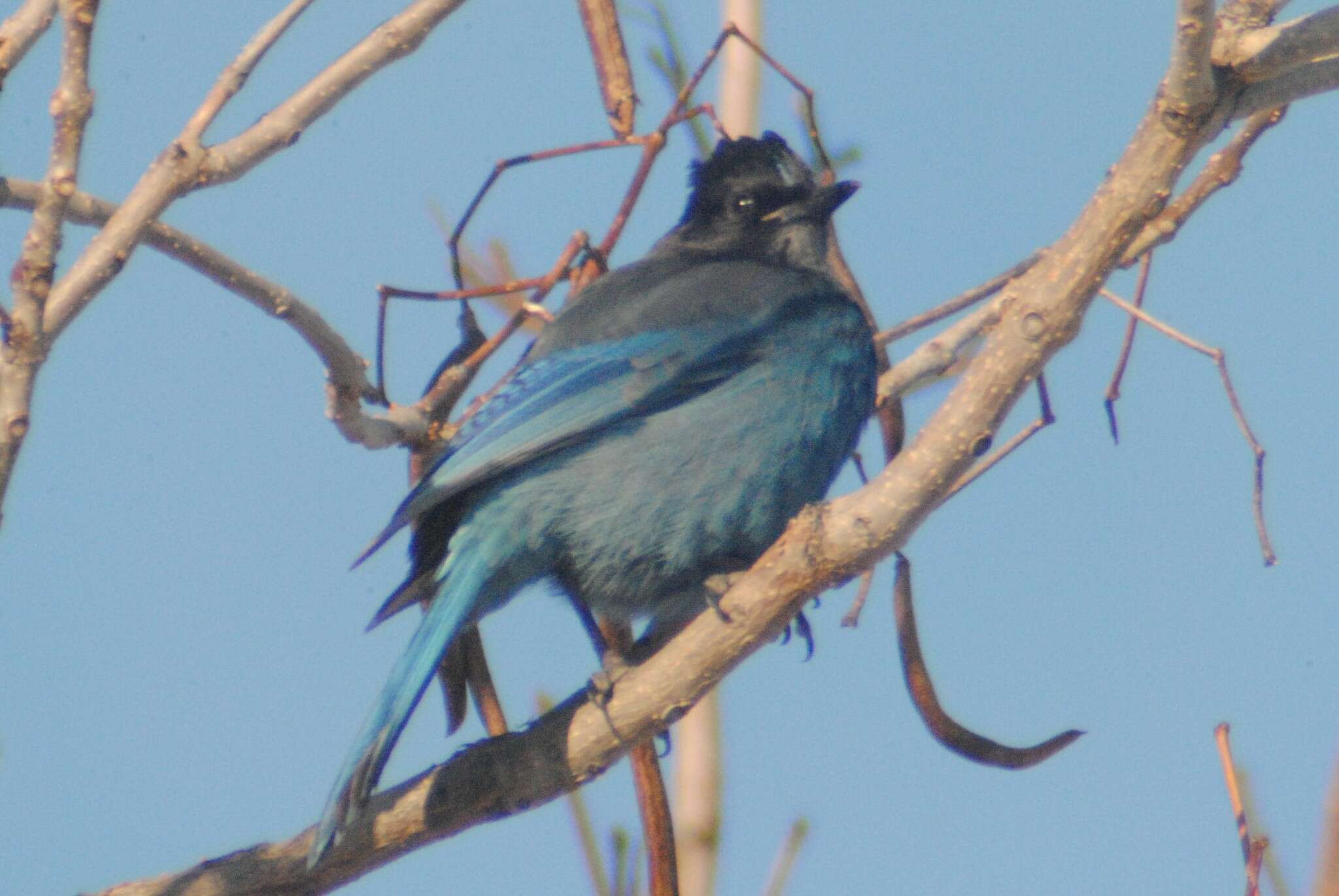 Image of Cyanocitta stelleri frontalis (Ridgway 1873)