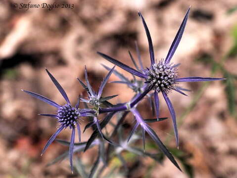 Eryngium amethystinum L. resmi