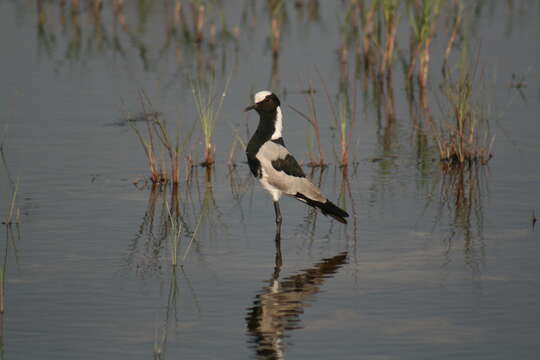 Image of Blacksmith Lapwing