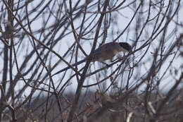 Image of Iberian Magpie